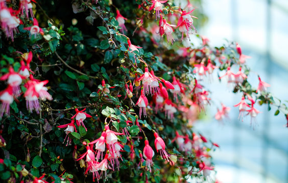Blooming fuchsia in the garden 