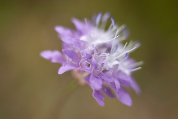 Obraz premium Cephalaria transsylvanica
