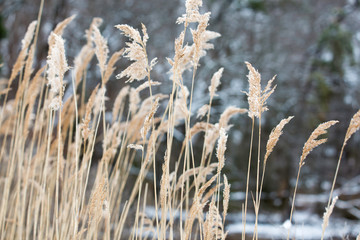 Fototapeta premium Riverside Seagrass