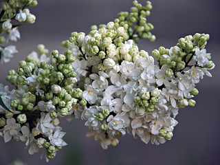 Blooming lilac. Beautiful lilac flowers. Spring Flowers. Green branch with spring lilac flowers.