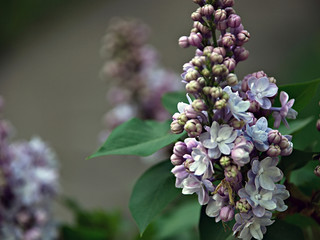 Blooming lilac. Beautiful lilac flowers. Spring Flowers. Green branch with spring lilac flowers.