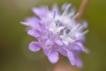 Obraz premium Cephalaria transsylvanica