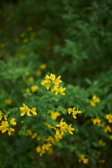 Fototapeta premium Cytisophyllum sessilifolium
