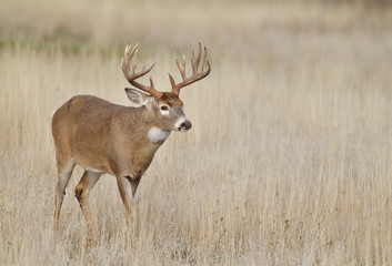 Trophy class Whitetail Deer buck walks across a grassy meadow during the autumn breeding season -...