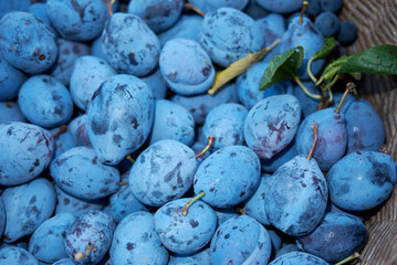 Damson plum