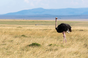 A male ostrich walking in the plains of africa inside masai mara national reserve during a wildlife safari