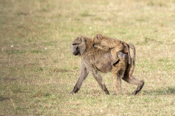 Obraz premium A baby baboon riding on top his mom in the plains of africa inside Masai Mara National Reserve during a wildlife safari