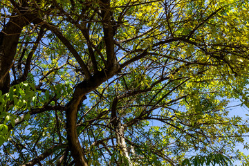 Background of nature