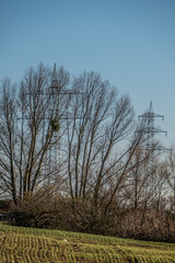 Strommasten hinter Baum