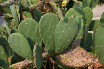 Opuntia