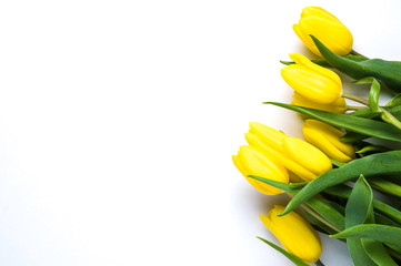 Yellow tulips on white background. The concept of spring or women's day