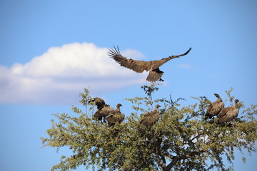 Cape Vulture