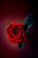 Red rose 