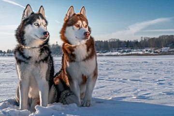 Two beautiful huskies walking on the winter beach. Siberian husky dogs on the snow.