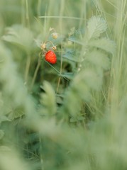 Fresh red wild strawberries that are grown in greenhouses