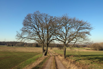 Fototapeta premium Bäume an einem Weg
