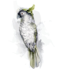 Tropic parrot bird Vector watercolor. Cute bird illustration. blue colors splashs