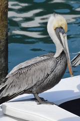 Pelican