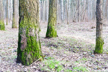 First Greens after Winter