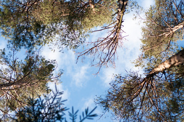 View of the Sky through Pines