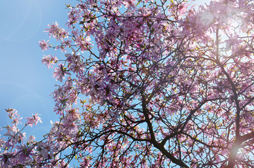Frühling, wunderschöner Baum in voller pinkfarbener Blüte