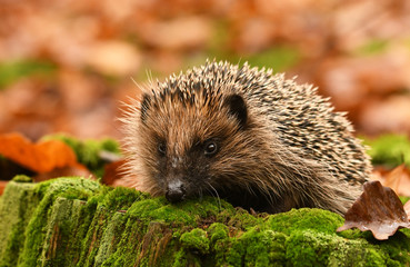 Hedgehog in autumn forest © Piotr Krzeslak