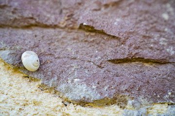Fototapeta na wymiar snail standing on the rock