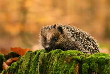 Hedgehog in autumn forest