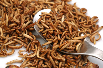 Ein Löffel voll Buffalowürmer