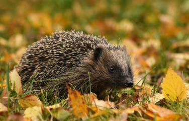 Hedgehog in autumn forest