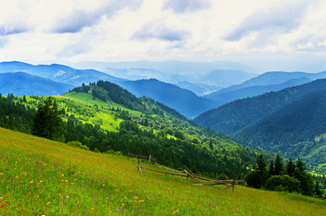 Fototapeta na wymiar meadow in the mountains, slopes, growing trees in summer