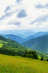 meadow in the mountains, slopes, growing trees in summer