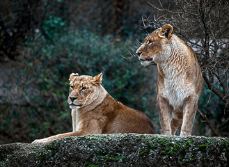 Obraz na płótnie Canvas Lionesses on the rock. Latin name - Panthera leo