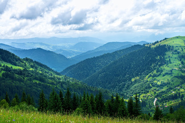 mountain slopes, trees in summer, view from height
