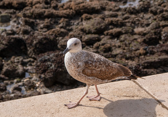The seagull walks beautifully on the parapet by the ocean
