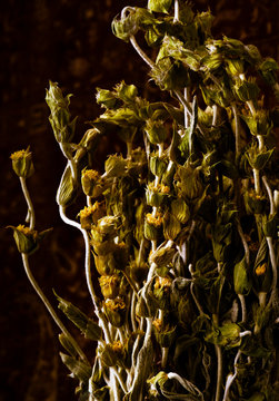 Organic ironwort herb for mountain tea
