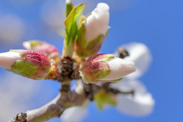 Flowers Blooming in the Spring 2019