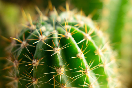 needles and green stalks of a cactus close up