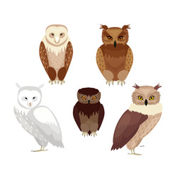 Vector illustration of realistic owls set. Collection of owls in realistic style, vector collection isolated on white background.