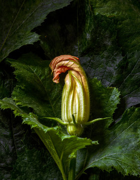Withering zucchini flower 