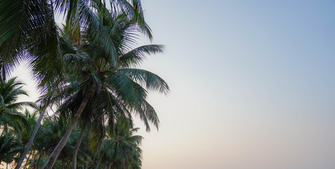 Fototapeta na wymiar Vintage toned palm tree forest over sky background summer holiday