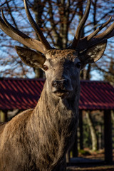 Fototapeta premium deer