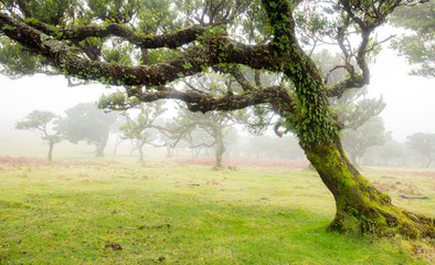 Fototapeta premium Old cedar tree in Fanal forest - Madeira island. Portugal.