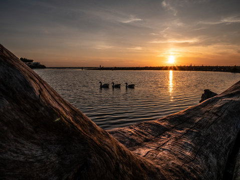 three ducks at the mouth of the river Sele at sunset with tree trunk in the foreground, Salerno, Campania, Italy