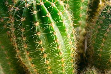needles and green stalks of a cactus close up