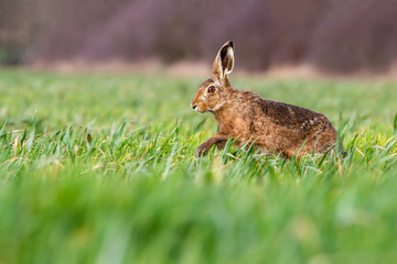 European Brown Hare (Lepus europaeus) in summer farmland setting