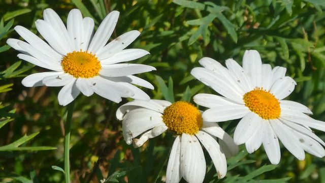 daisies in a meadow in spring