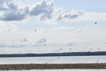 Pong Dam Lake Wildlife Sanctuary , Himachal Pradesh 