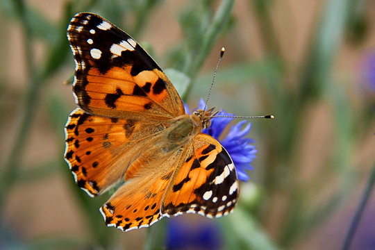 Painted Lady butterfly (vanessa Cardui), wings opened, feeding on flower