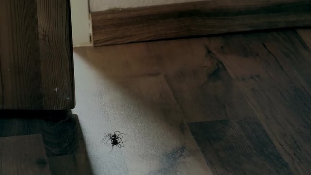 Eine typische große Hausspinne oder Winkelspinne, Tegenaria atrica, krabbelt nachts durch einen Türspalt in einen Raum, Spinnenphobie, Spinnenangst